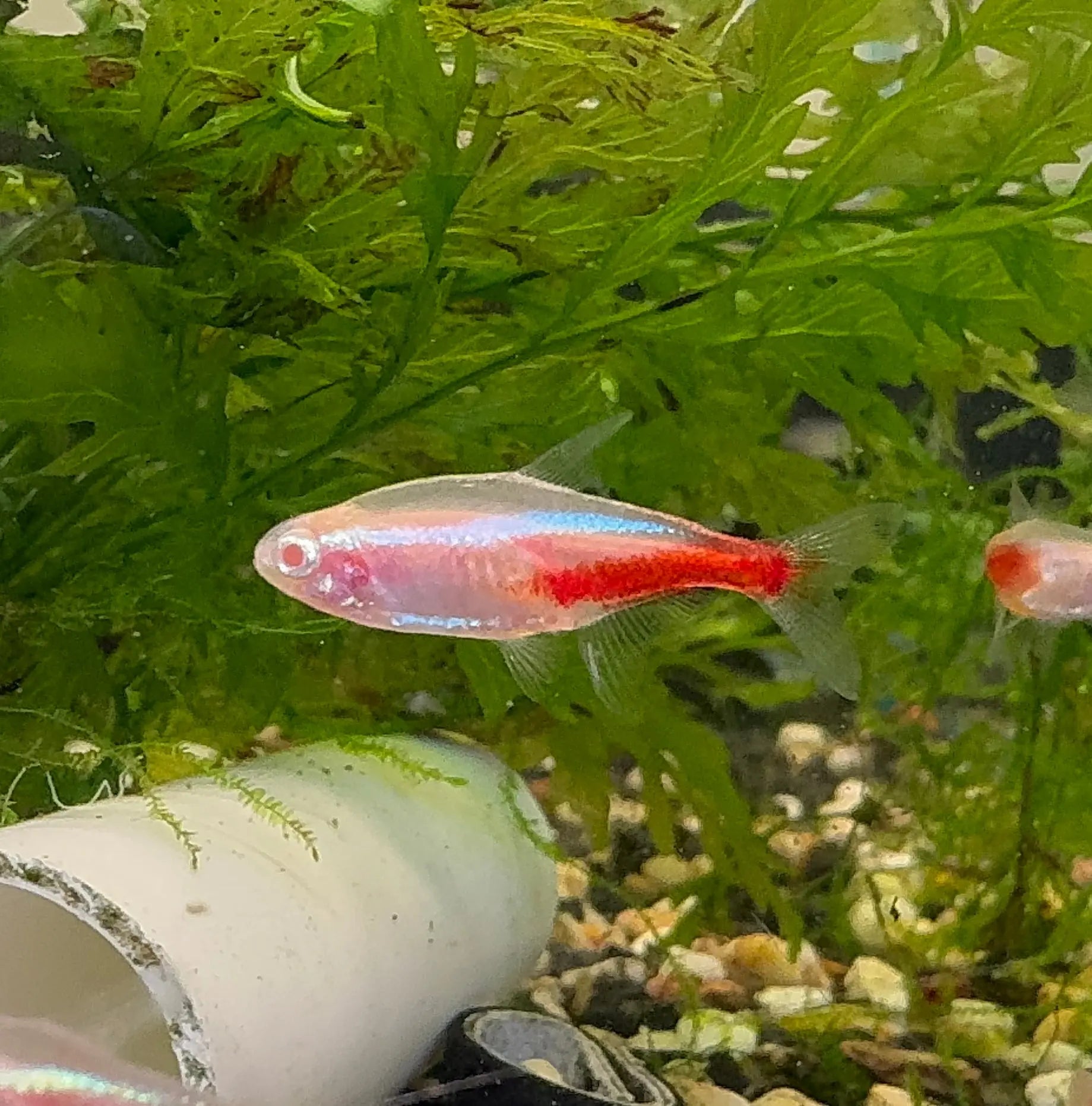 Tetra - Red Eyes Neon 2.5cm Micro Aquatic Shop