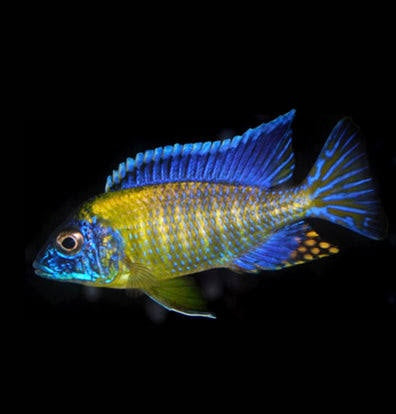 African Cichlid - Neon Blue Peacock 5cm Micro Aquatic Shop