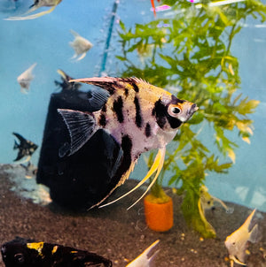 Assorted Angel Fish 4cm Micro Aquatic Shop