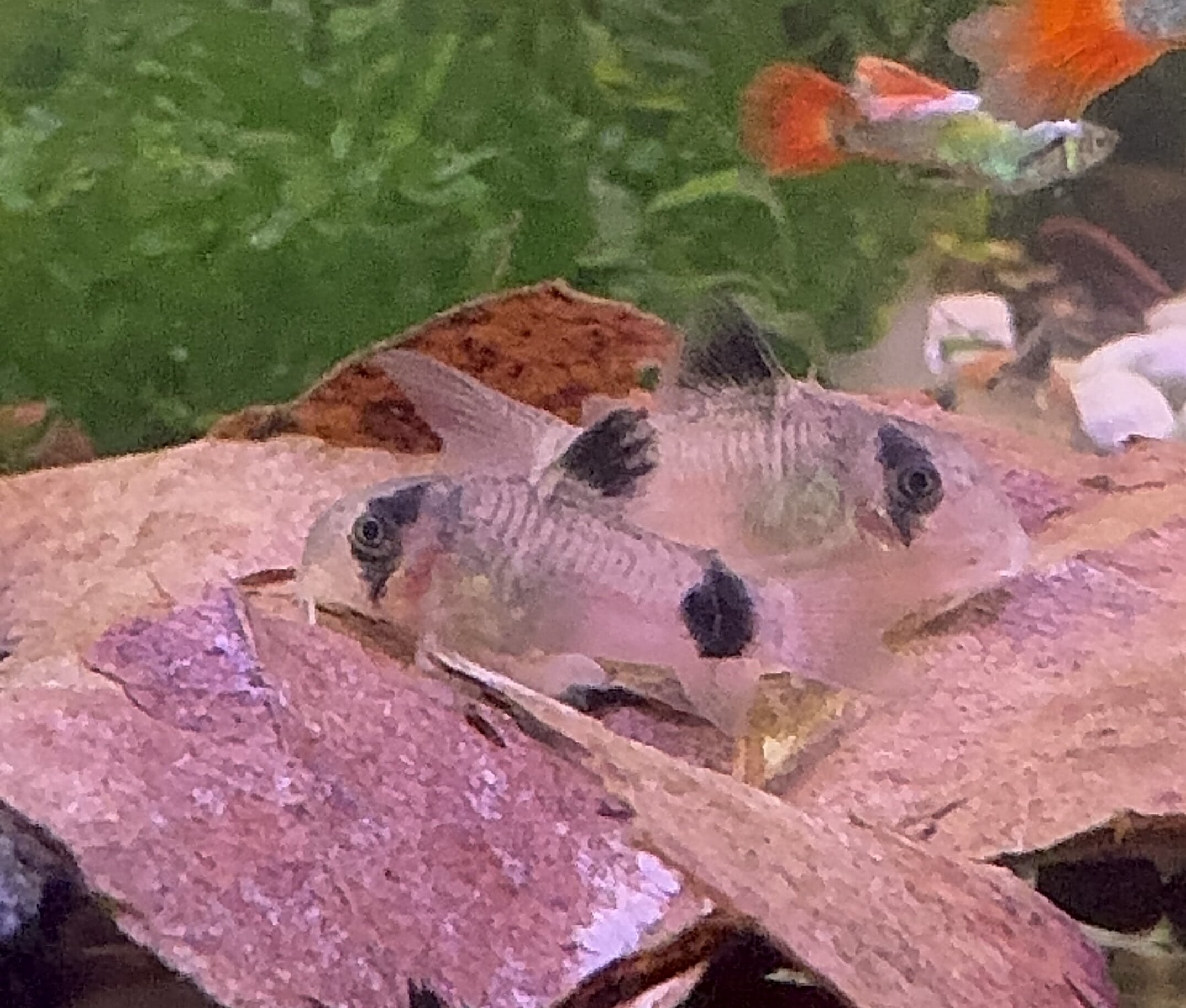 Corydoras - Panda Micro Aquatic Shop