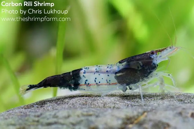 *NEW *Blue Carbon Cherry Micro Aquatic Shop