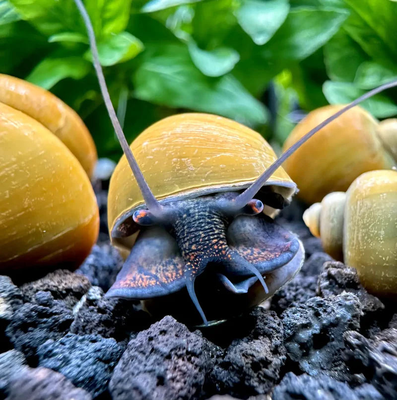 Mystery Snail - Olive Jade Micro Aquatic Shop