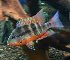 American Cichlid –Fire Mouth Cichlid Micro Aquatic Shop