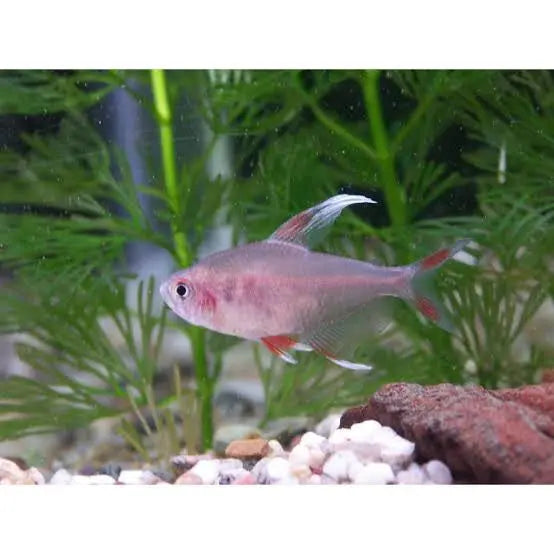 FLASH SALE Tetra- White Fins Ornate Micro Aquatic Shop