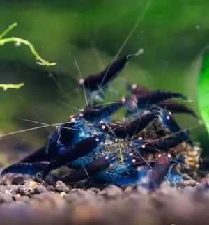 Mix Color Orange Eyes Tiger Shrimp Micro Aquatic Shop