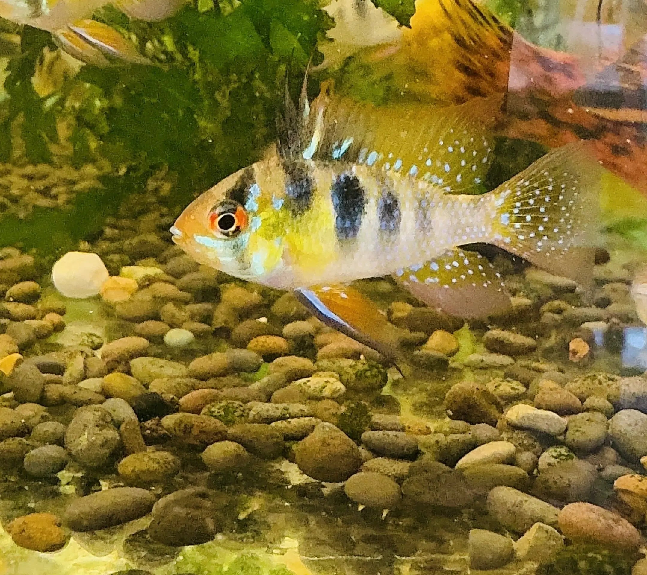 German Blue Rams - Mikrogeophagus ramirezi