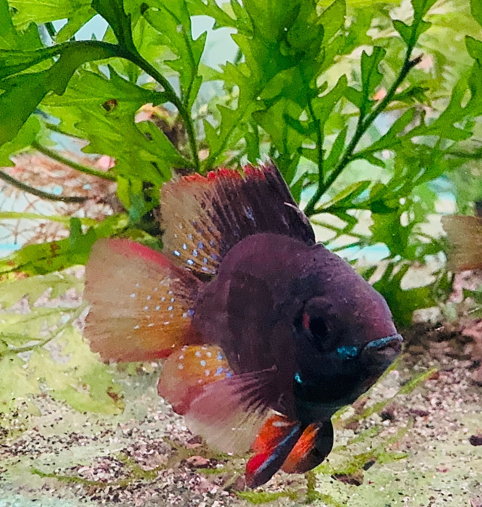 Dwarf Cichlid - Dark Knight Balloon Ram 4cm Micro Aquatic Shop
