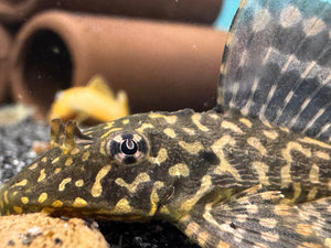 L001 Gold Spotted Plecotomus Micro Aquatic Shop