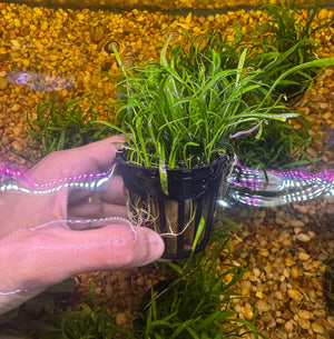 Buy 3 Get 1 Free Aquarium Plants Bundle Micro Aquatic Shop