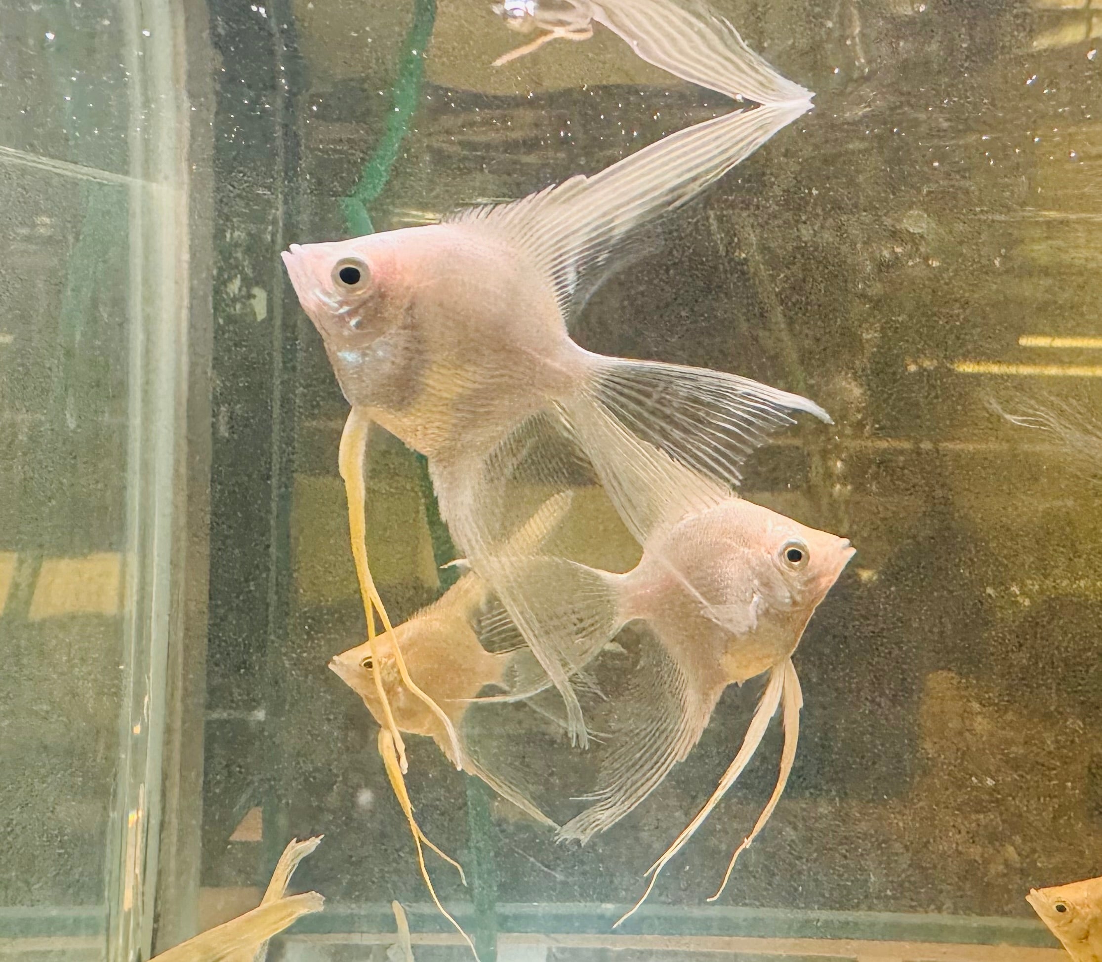 Angel Fish - Platinum Veiltail 4cm