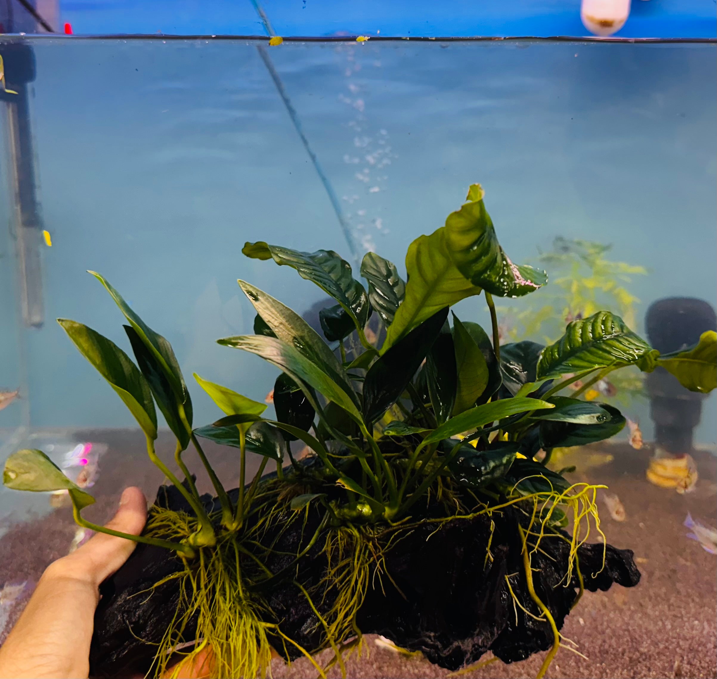 Rain Forrest Driftwood
