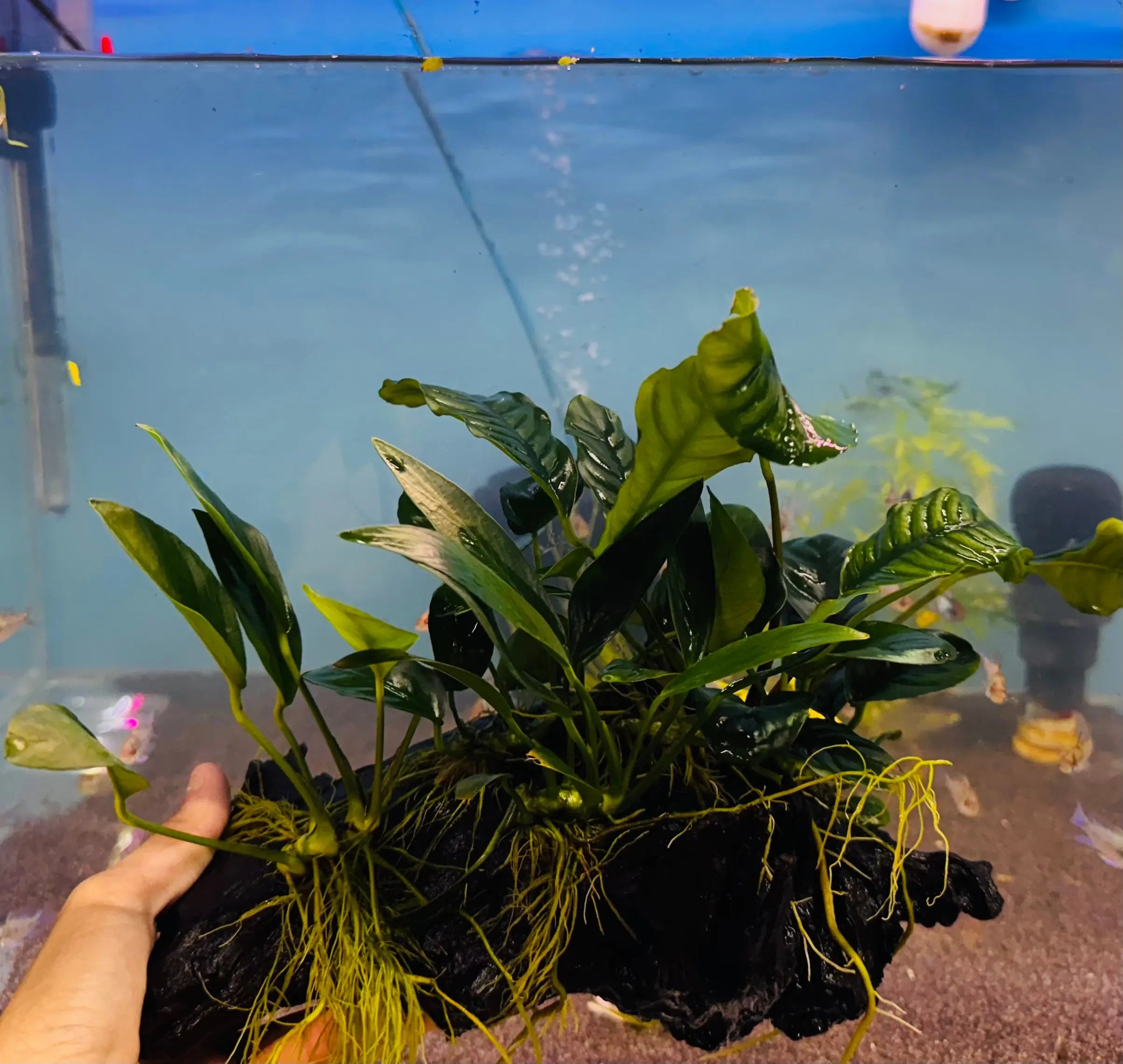 Rain Forrest Driftwood Micro Aquatic Shop