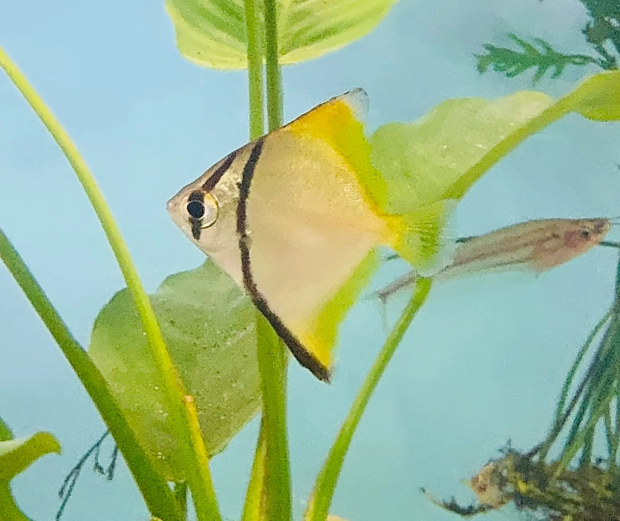 Exotic - Mono Diamond Moonfish 5cm Micro Aquatic Shop