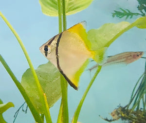 Exotic - Mono Diamond Moonfish 5cm Micro Aquatic Shop