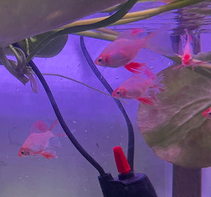 Barb – Longfin Platinum/Gold Barbs (Puntius tetrazona) 4cm Micro Aquatic Shop