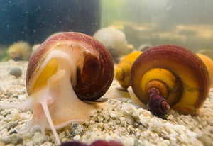 Chestnut Mystery Snail Micro Aquatic Shop