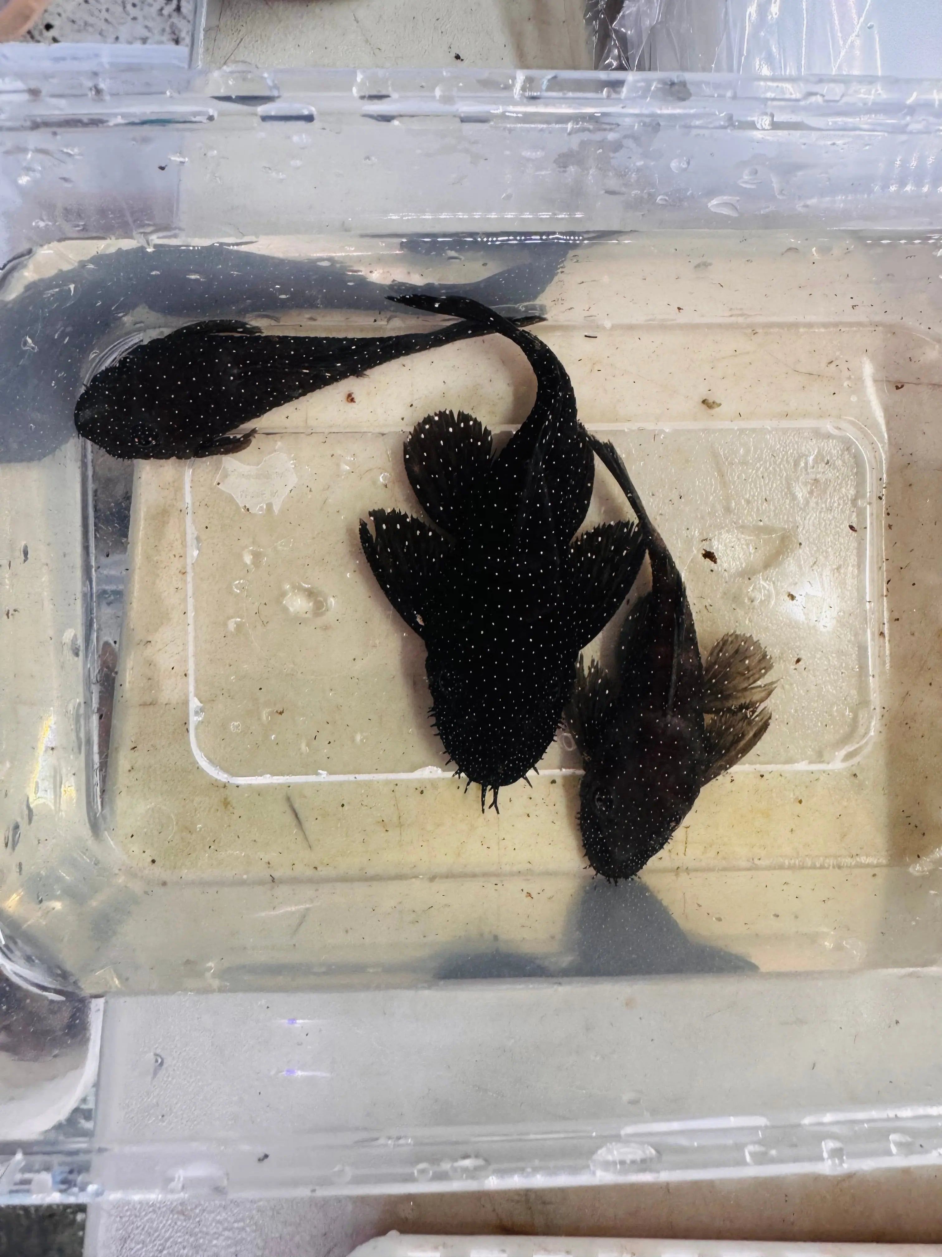 Peppermint Pleco Pair Micro Aquatic Shop