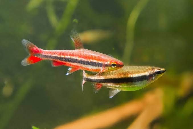 Pencil Fish - Red 3cm Micro Aquatic Shop