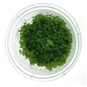Tissue Culture - MICRANTHEMUM UMBROSUM - 'TAKASHI CA Micro Aquatic Shop