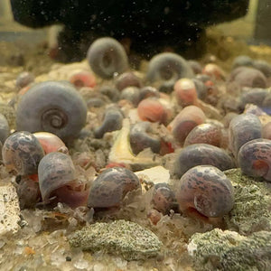 Flash Sale Ramshorn Snail - Blue leopard Micro Aquatic Shop