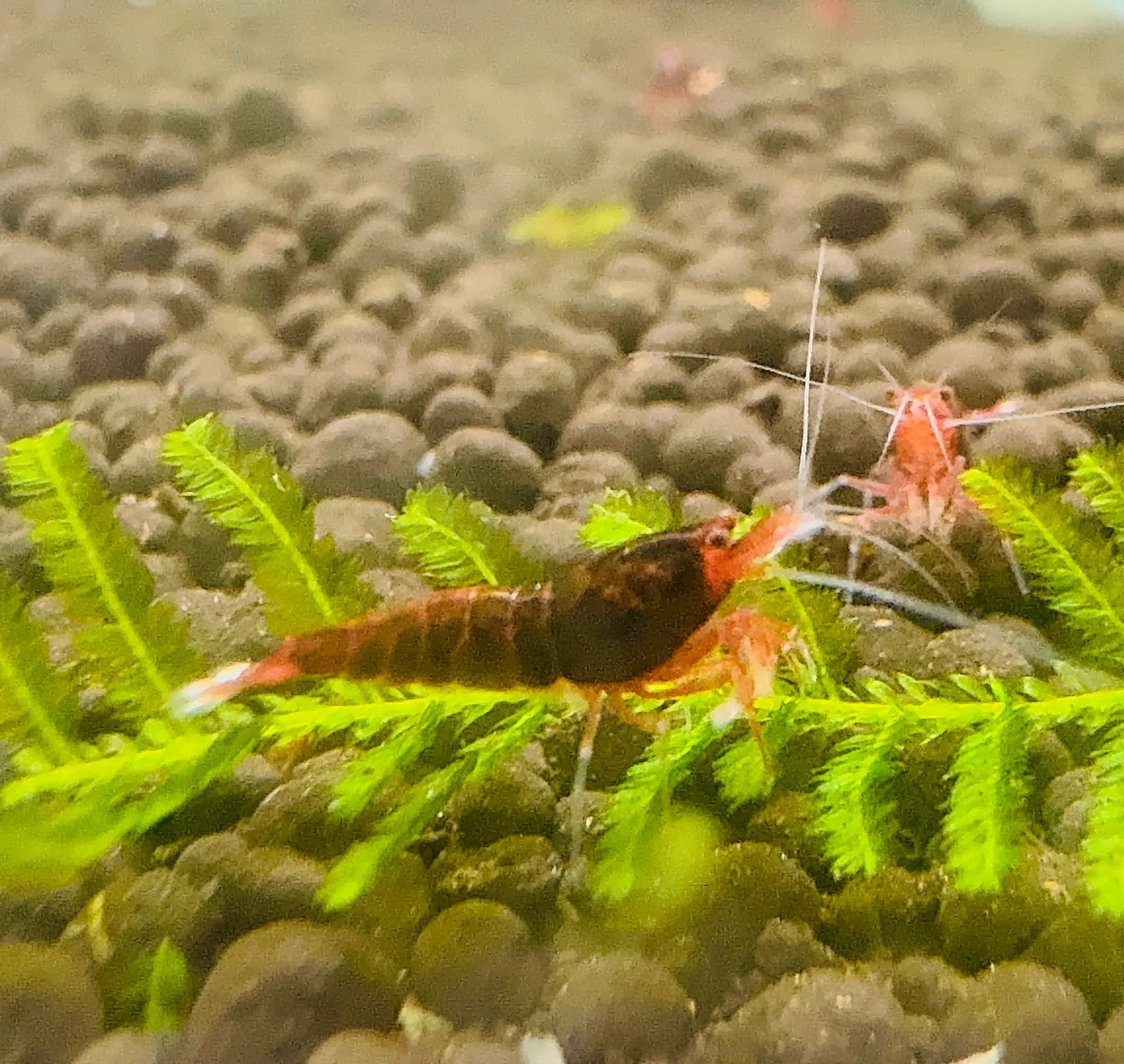 Caridina Shrimp - Red Extreme King Kong Micro Aquatic Shop