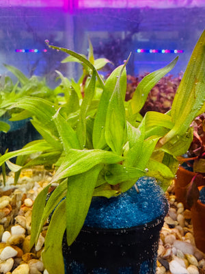 *New* Murdannia Engelsii Micro Aquatic Shop