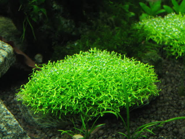 Tissue Culture- Riccia Crystalwort