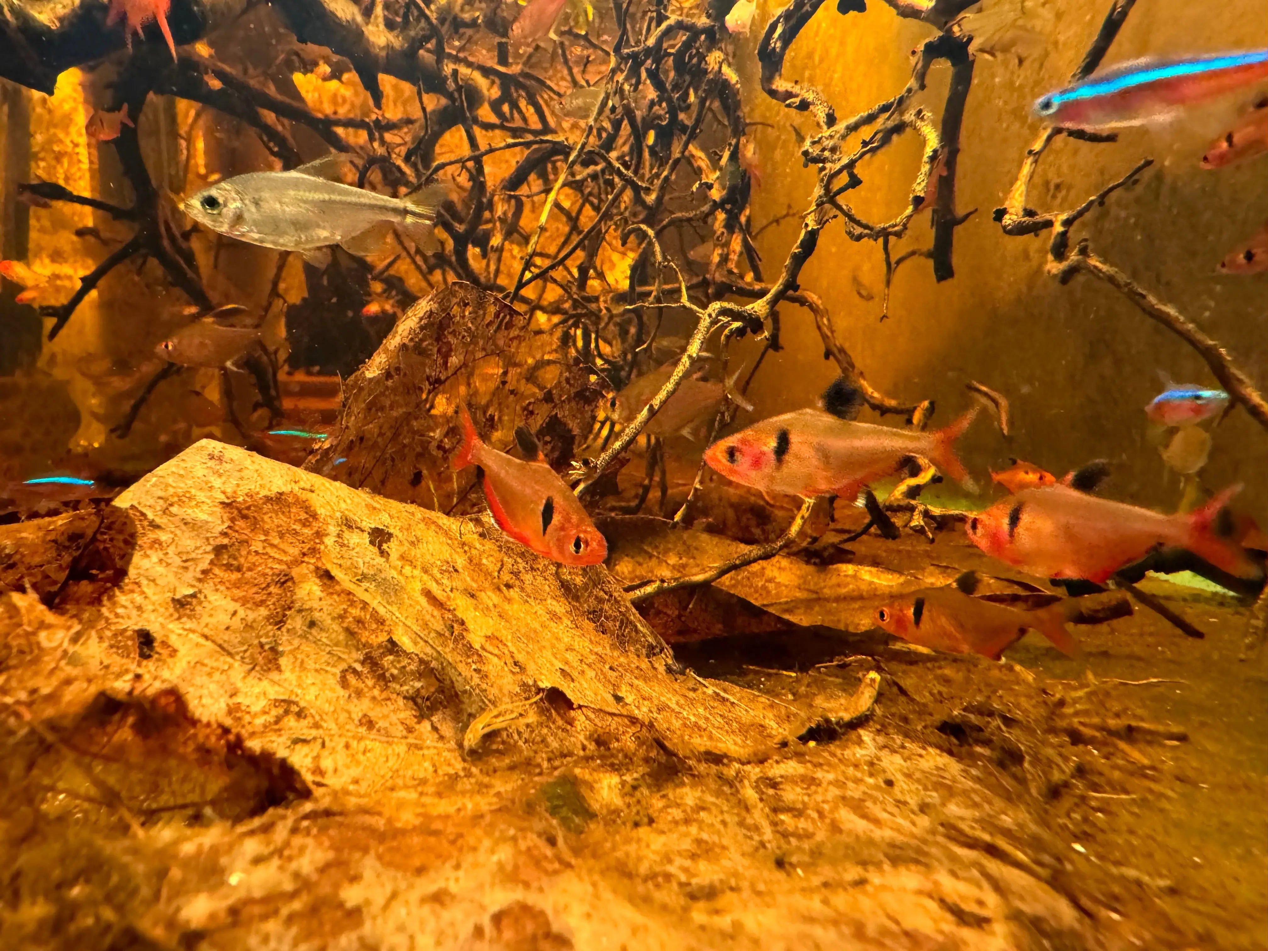 Serpae Neon Tetra 3cm Micro Aquatic Shop