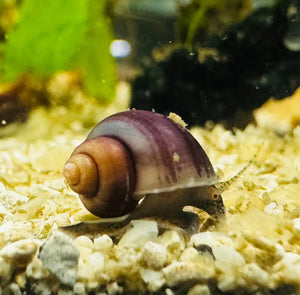 Baby Mystery Snail 1cm Micro Aquatic Shop