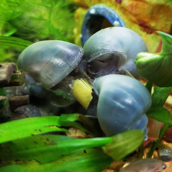 Rare Mystery Snail - Blue Micro Aquatic Shop