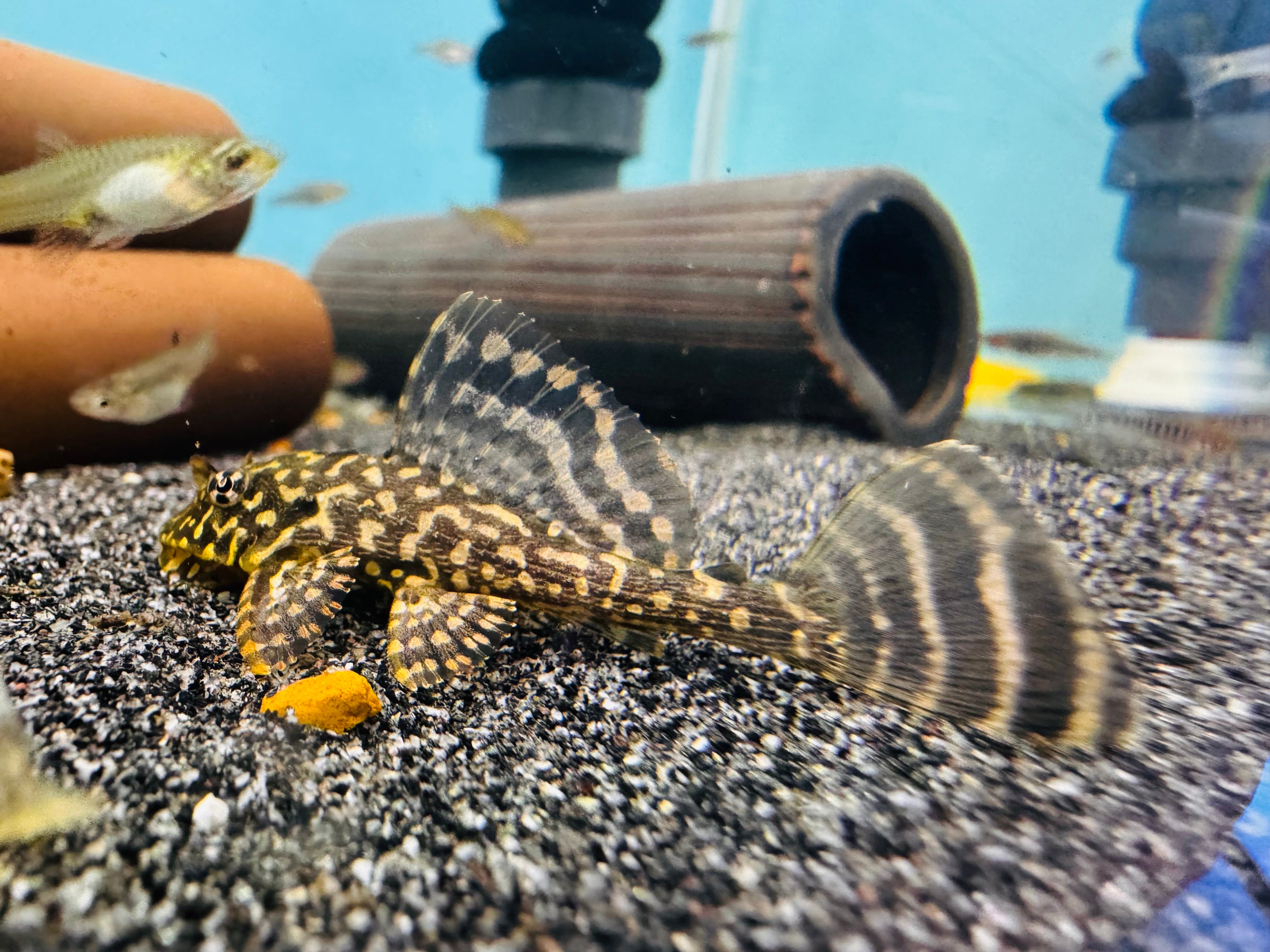 L001 Gold Spotted Plecotomus