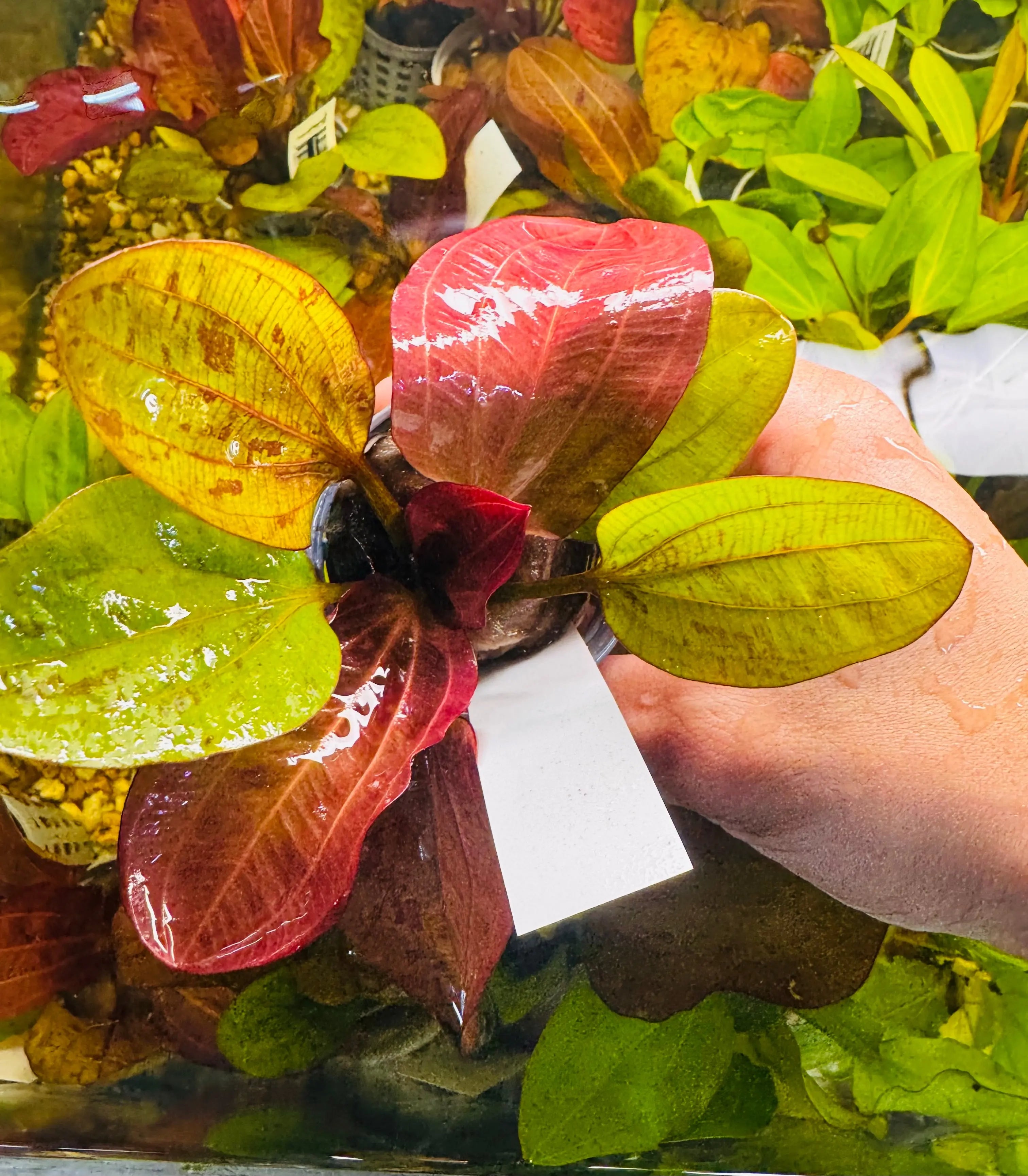 Low Tech - Echinodorus amazon 'Reni “ Micro Aquatic Shop