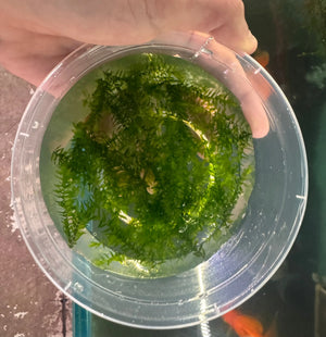 Moss - Willow Micro Aquatic Shop