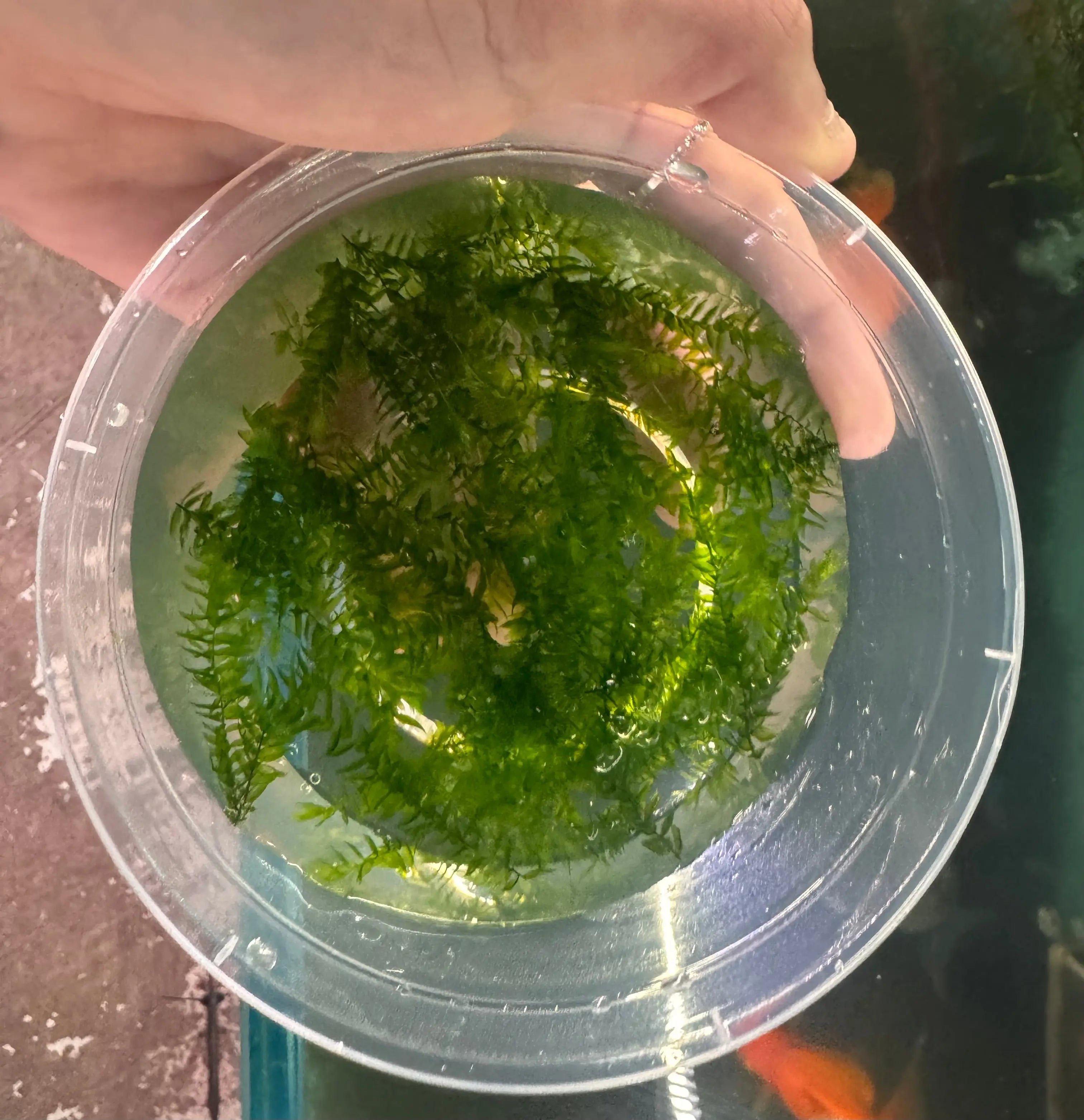 Moss - Willow Micro Aquatic Shop