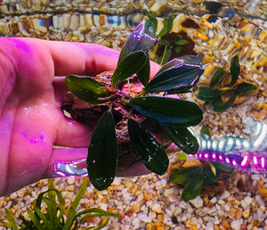 Bucephalandra On the Rock Micro Aquatic Shop
