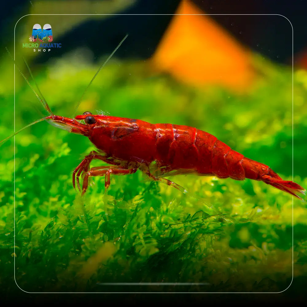 Fire Red Cherry Shrimp Micro Aquatic Shop