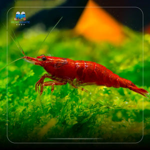 Fire Red Cherry Shrimp Micro Aquatic Shop