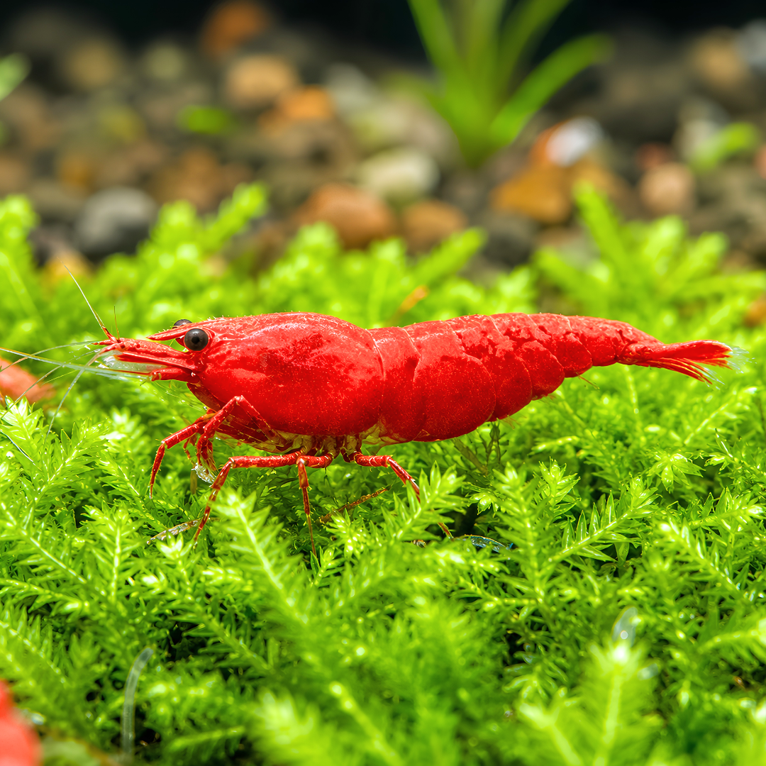 Cherry Shrimp - Fire Red 1cm
