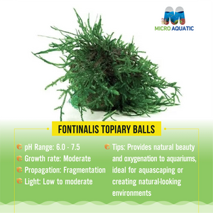 FONTINALIS TOPIARY BALLS Micro Aquatic Shop