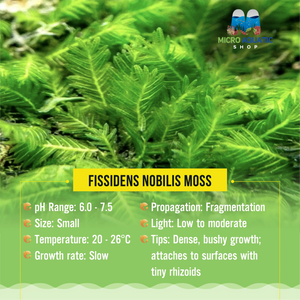 Fissidens Nobilis Moss Micro Aquatic Shop