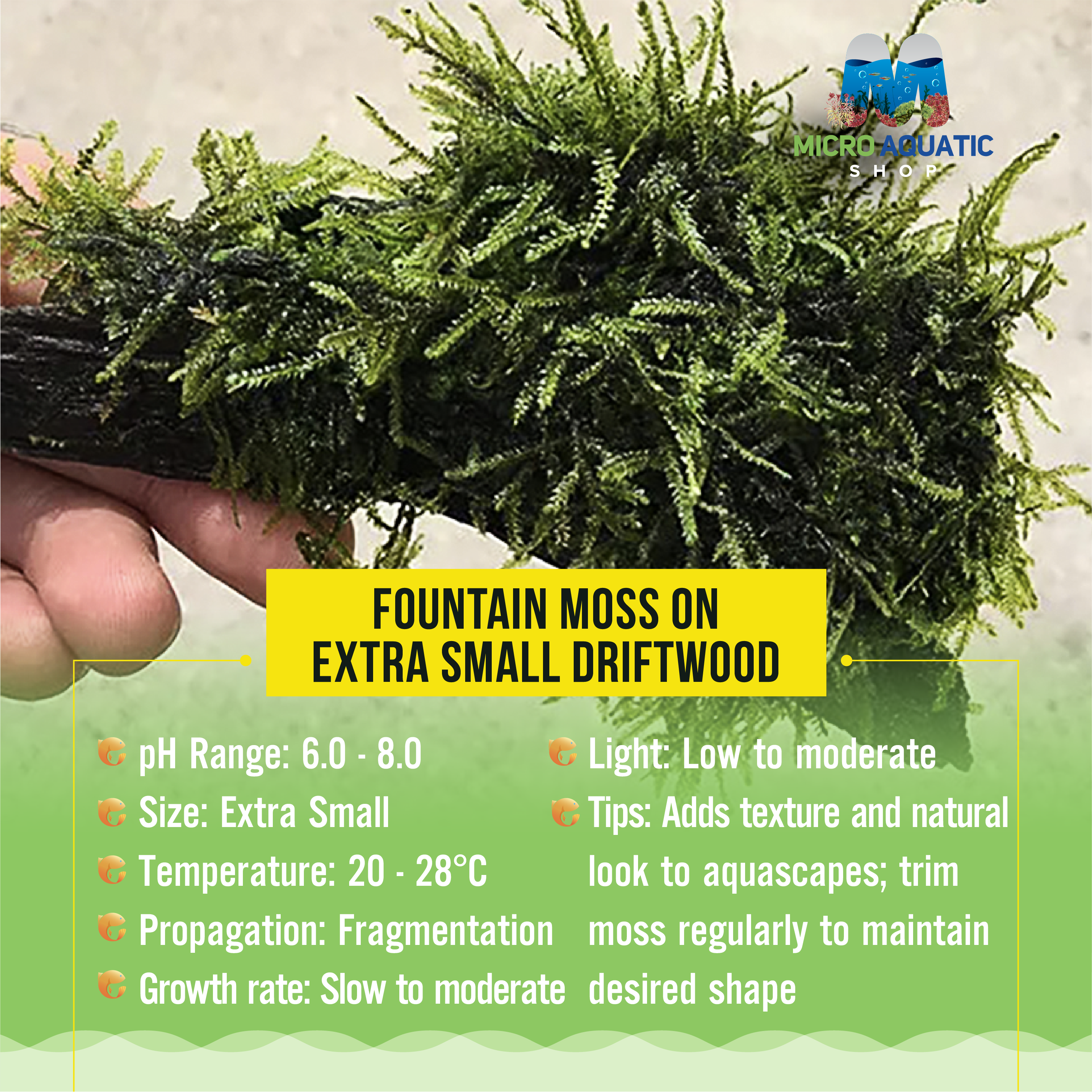 Fountain Moss On Extra Small Driftwood