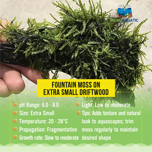 Fountain Moss On Extra Small Driftwood Micro Aquatic Shop