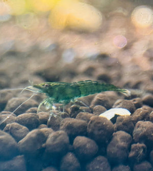 Cherry Shrimp - Green Jade 1cm Micro Aquatic Shop