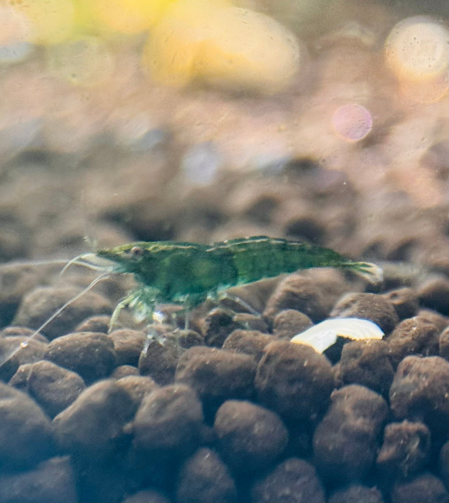 BUY 10 GET 5 FREE Cherry Shrimp - Green Jade 1cm Micro Aquatic Shop
