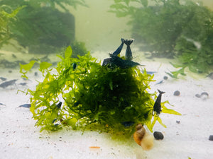 Subwassertang ( Fresh Water Seaweed ) Micro Aquatic Shop
