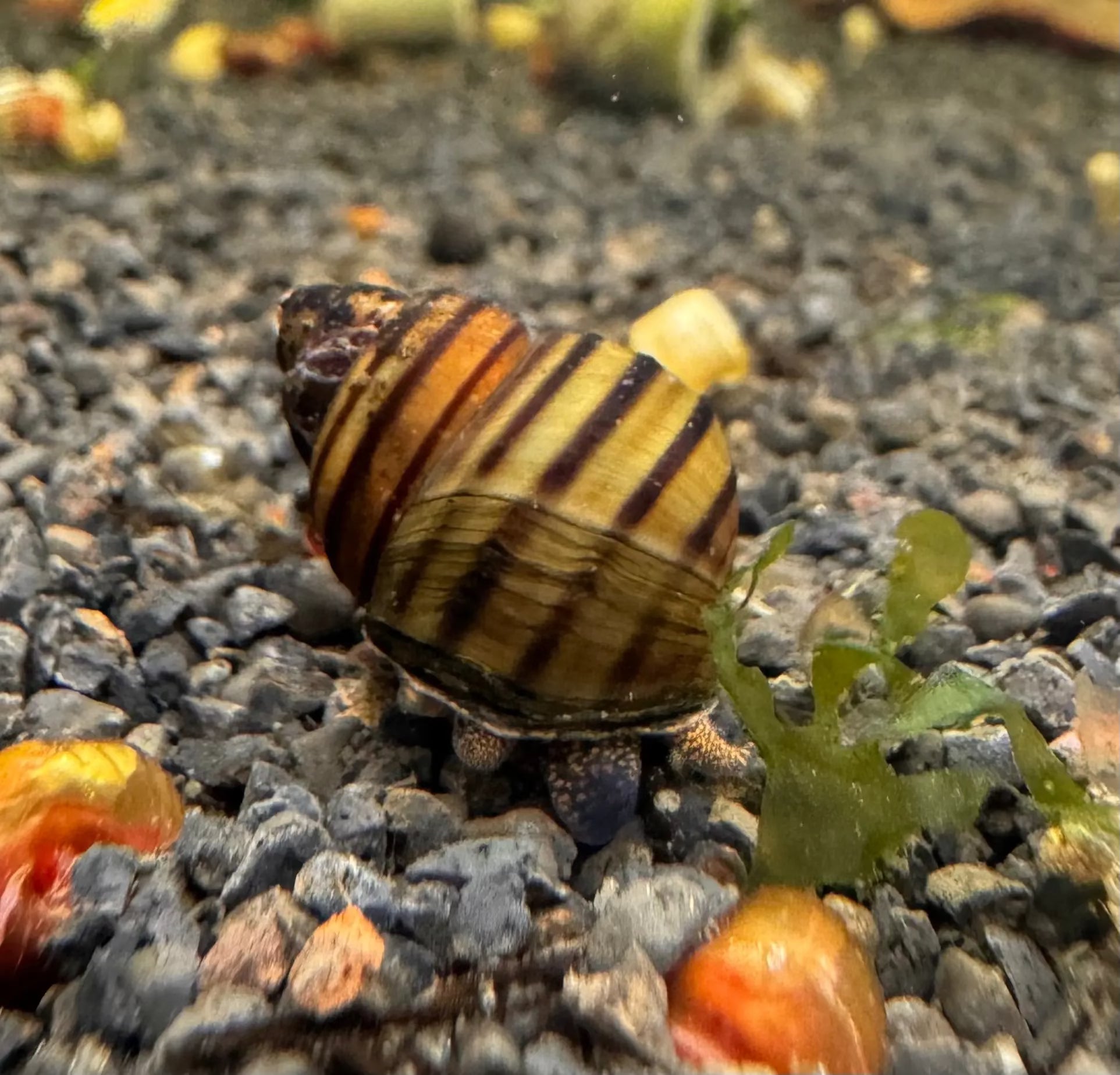 Snail - Singapore Spiral Algae Eater Micro Aquatic Shop