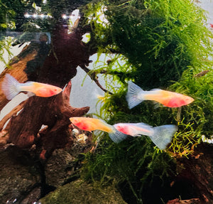 Albino Blue Topaz Guppy - Rare Micro Aquatic Shop