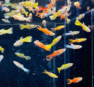 Mix Color Endler Pair Micro Aquatic Shop