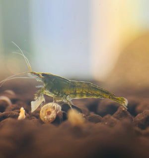 BUY 10 GET 5 FREE Cherry Shrimp - Green Jade 1cm Micro Aquatic Shop