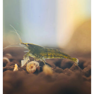 Cherry Shrimp - Green Jade 1cm Micro Aquatic Shop